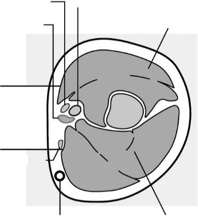 Canvas 54